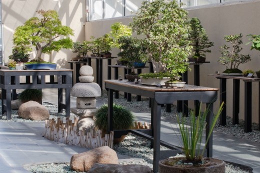 A room with a grey tile floor and glass ceiling has many narrow tables displaying tiny trees in pots.