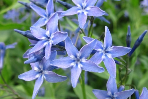 Amsonia tabernaemontana