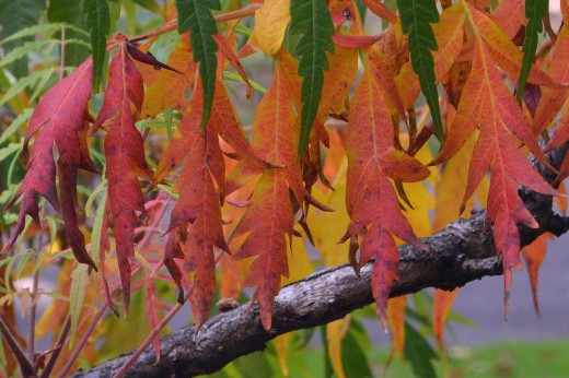 The red, jagged leaves of a cutleaf staghorn sumac.