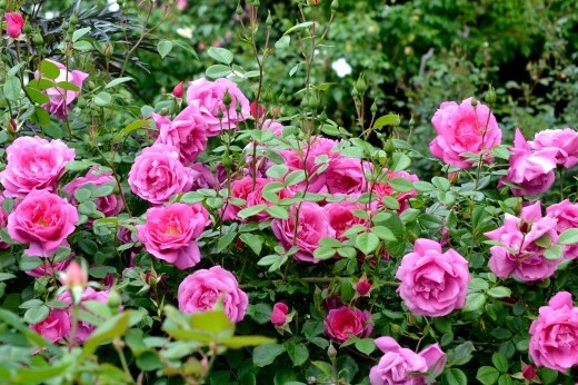 rose blooms