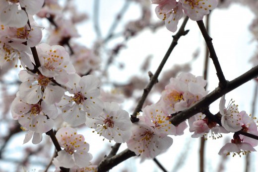 moongold apricot