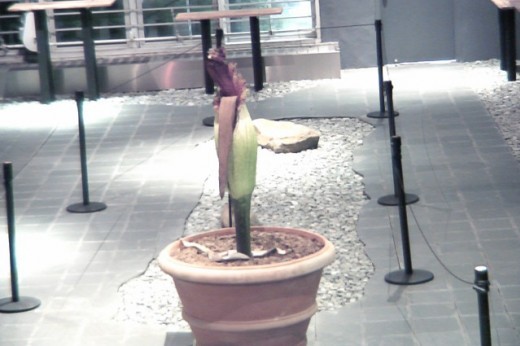A still of a corpse flower bud from a timelapse.