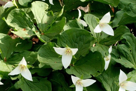 Low green plants with three white triangular petals