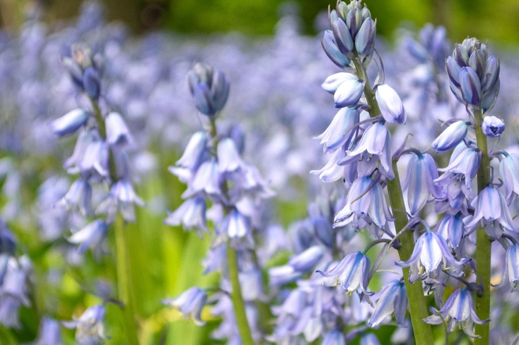 Bluebell Wood Audio Highlight (English & Español) Brooklyn Botanic Garden