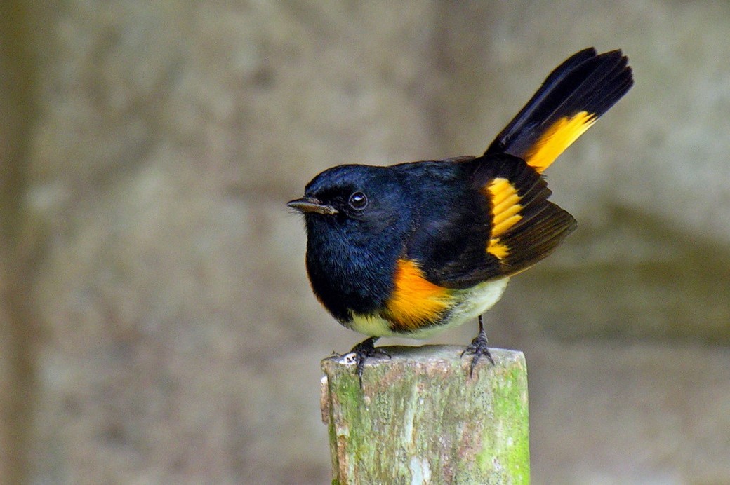 Birds of Brooklyn Brooklyn Botanic Garden