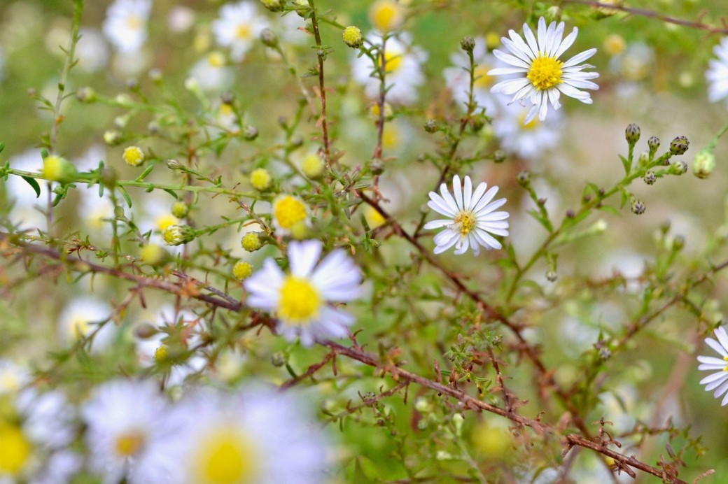 Plants & Gardens Blog - Brooklyn Botanic Garden