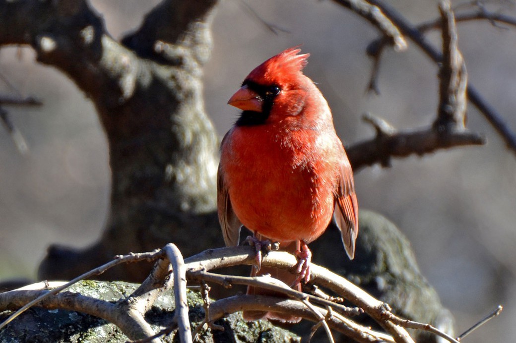 Birds of Brooklyn Northern Cardinal Brooklyn Botanic Garden