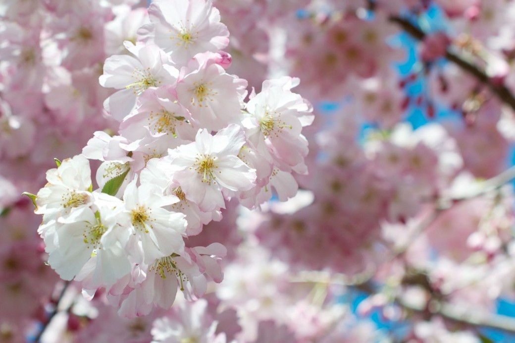 Cherry Blossoms at BBG Brooklyn Botanic Garden