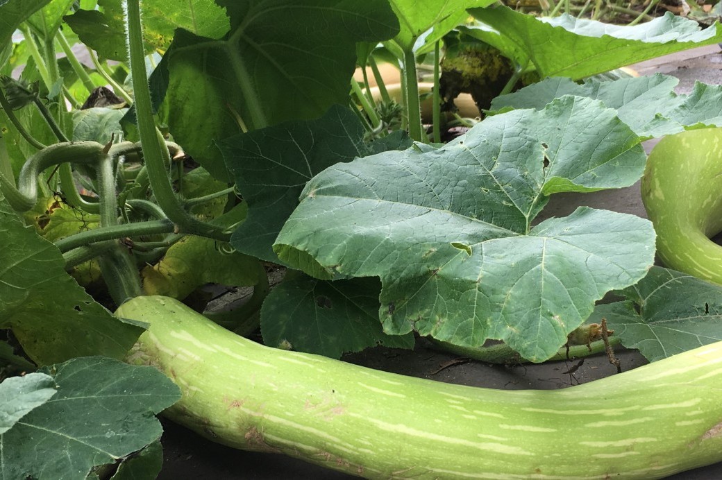 Escaped from the Compost Bin! Brooklyn Botanic Garden