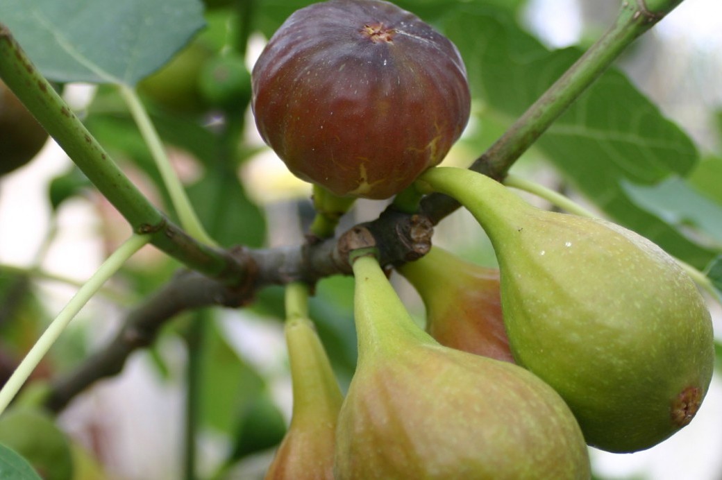 Fig Trees for Small Backyards or Container Gardens Brooklyn Botanic