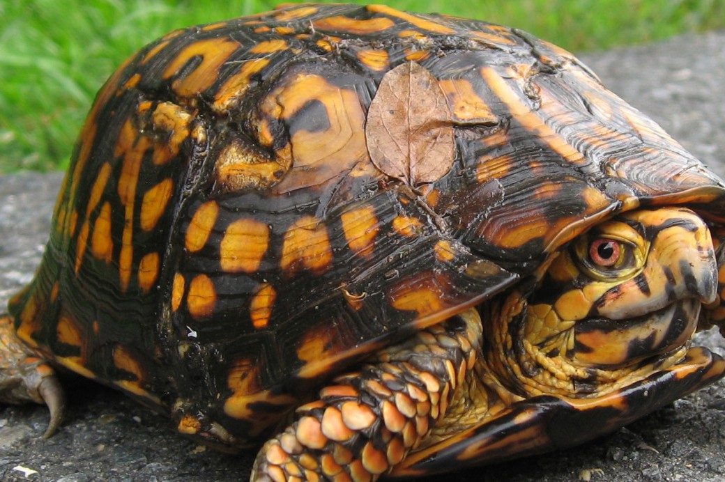 Box Turtles in the Garden Brooklyn Botanic Garden Box Turtles in the Garden Brooklyn Botanic Garden