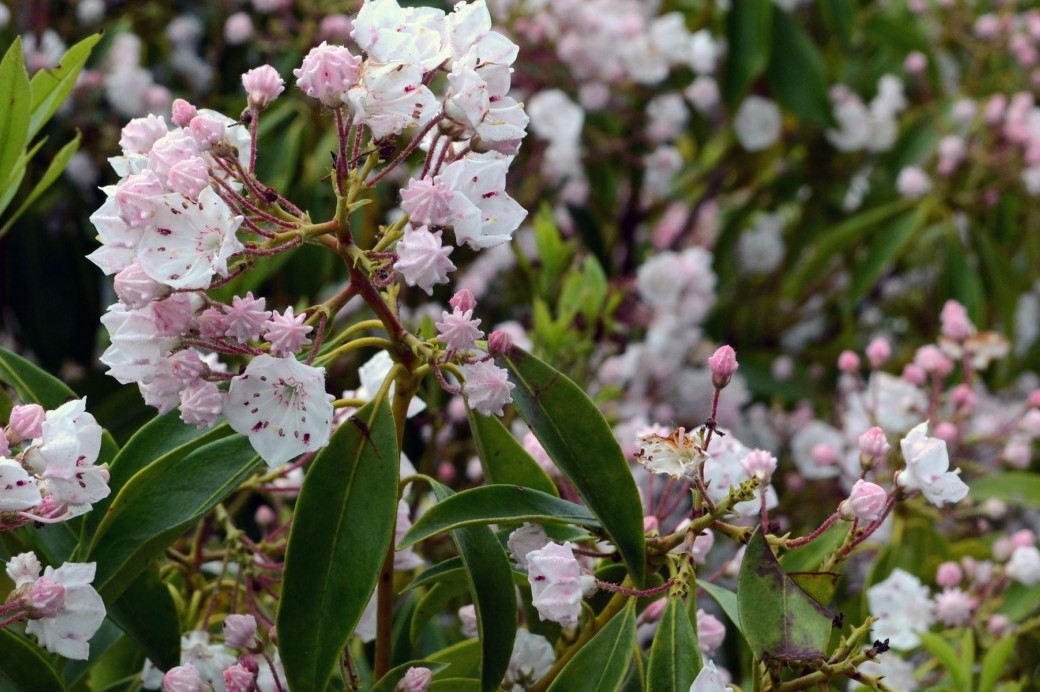 mountain laurel mountain laurel