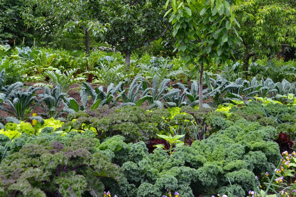 Learn To How To Create A Potager A French Kitchen Garden Brooklyn learn-to-how-to-create-a-potager-a-french-kitchen-garden-brooklyn