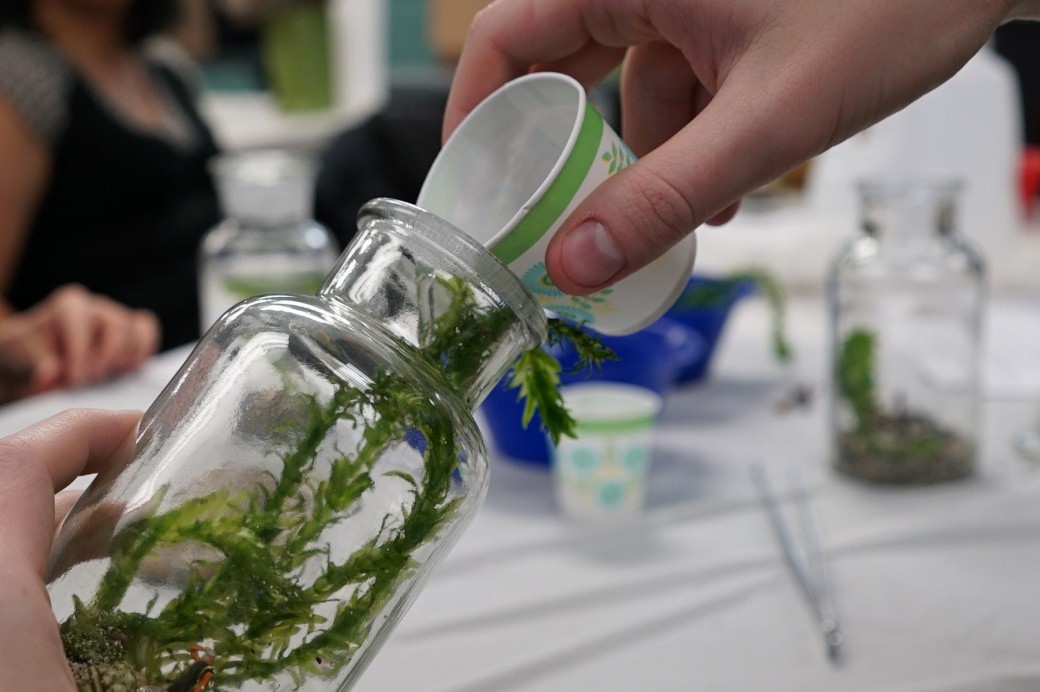 Grow Aquatic Houseplants in a MiniAquascape (with Shrimp) Brooklyn