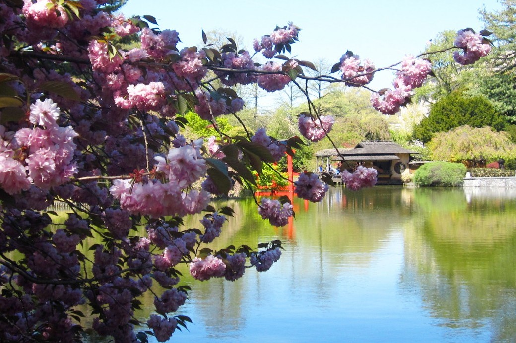 Japanese Hill-and-Pond Garden Centennial - Brooklyn Botanic