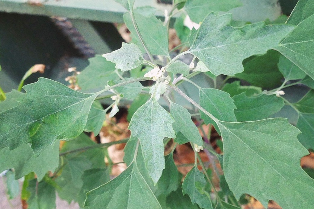 Weed of the Month Lambsquarters Brooklyn Botanic Garden