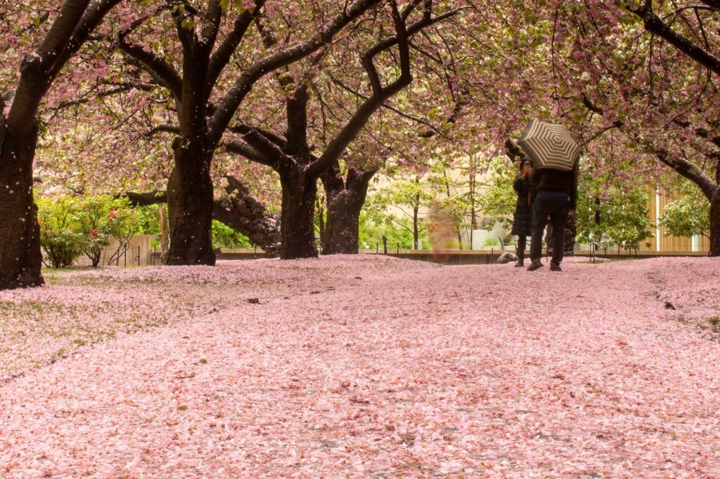 cherry-blossoms-at-bbg-brooklyn-botanic-garden