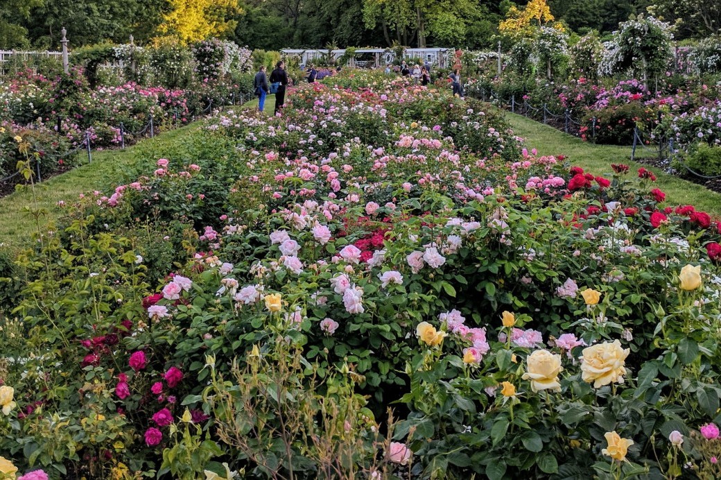 Rose Garden - Brooklyn Botanic Garden