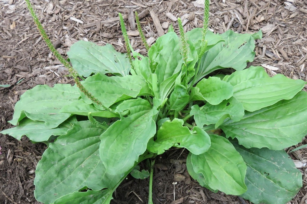 Weed Of The Month Broadleaf Plantain Brooklyn Botanic Garden