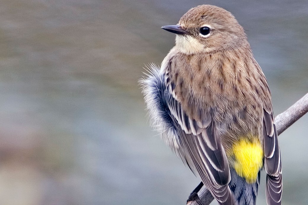 yellow rumped warbler bird yellow rumped warbler bird