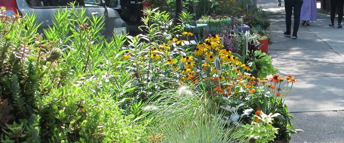 A lush sidewalk planting of various grasses and coneflowers.