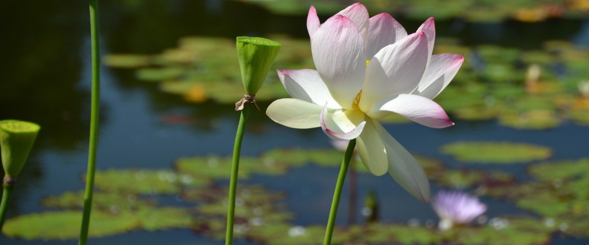 A large white and pale pink blossom with many petals against a background of water with lily pads.