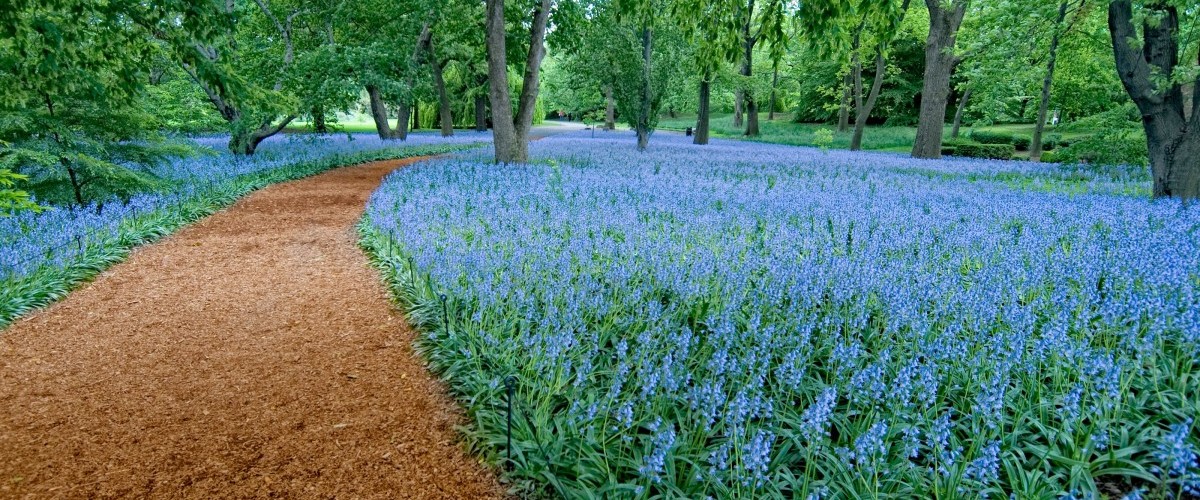 Thousands of bluebells blooming in Bluebell Wood at Brooklyn Botanic Garden.