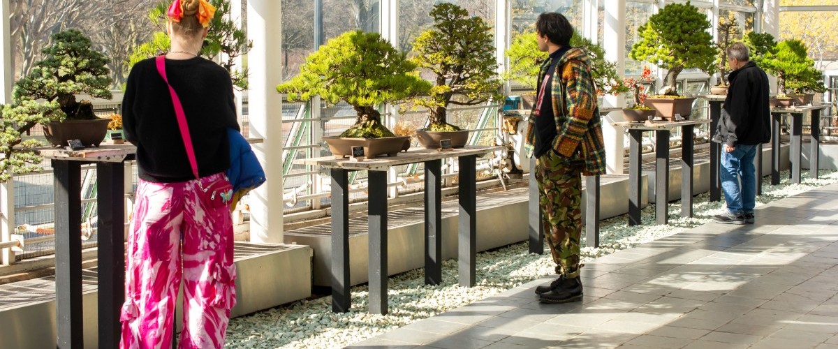 In a room with glass walls, people look closely at small trees growing from pots on tall tables.