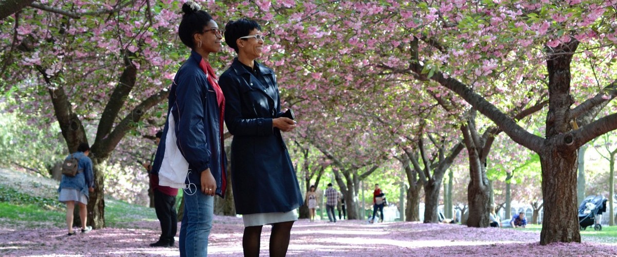 Two women stand on a petal-strewn path amid flowering cherry trees.