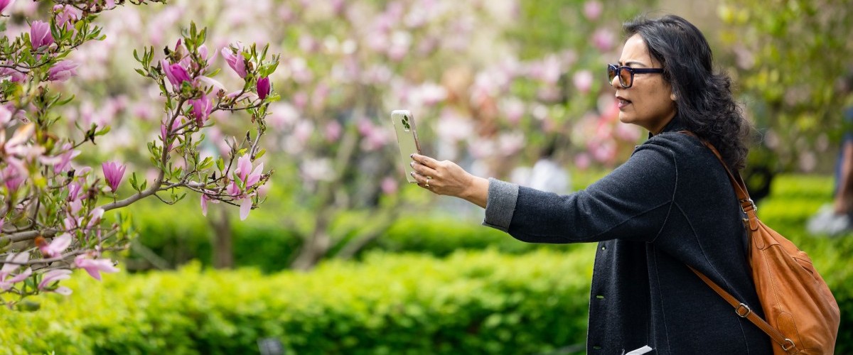 A woman takes a photo of pink magnolia blossoms on a plaza surrounded by blooms.