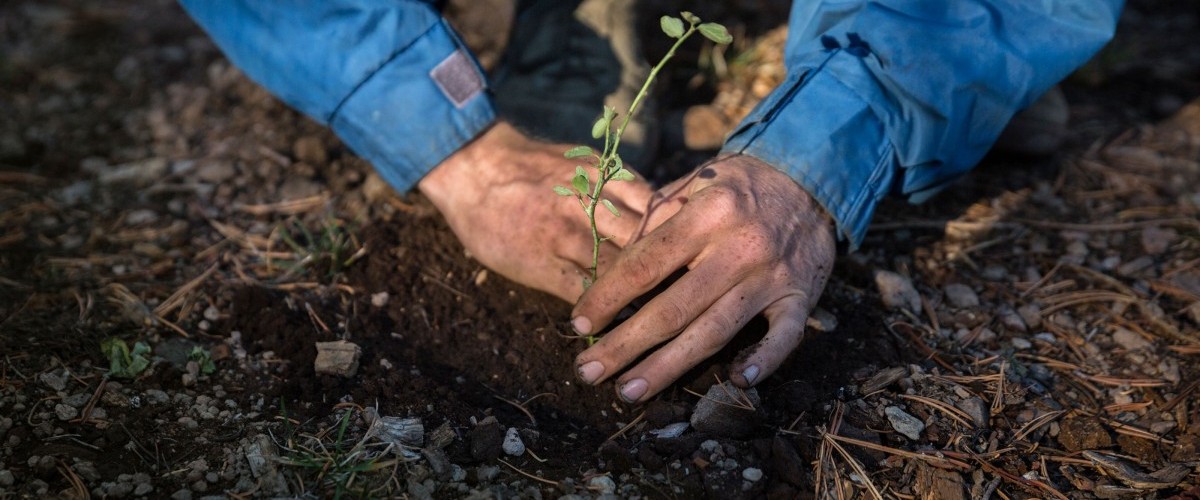 Hands push a seedling tree into earth.