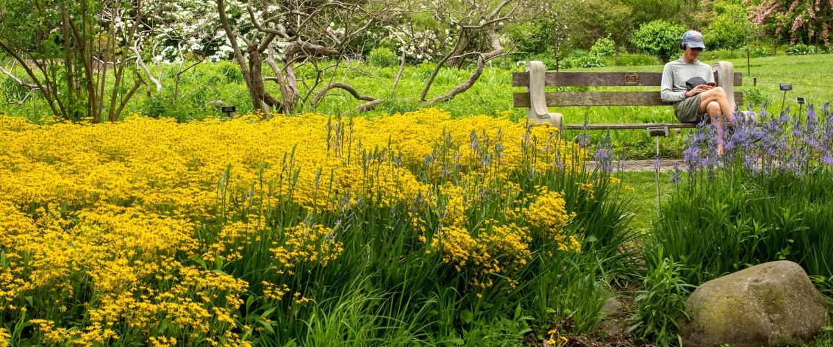 A stand of bright yellow flower spikes in front of a many sitting on a bench.
