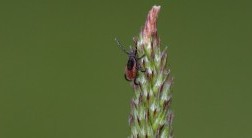 A deer tick waits in questing position on a flower stalk.