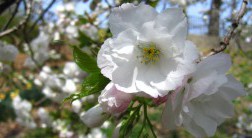 Eight Things You Probably Dont Know About Flowering Cherry Trees