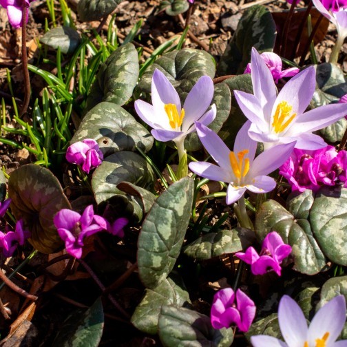 purple crocus flowers