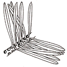 Needles spread horizontally and are 1-1/4 to 2 inches long