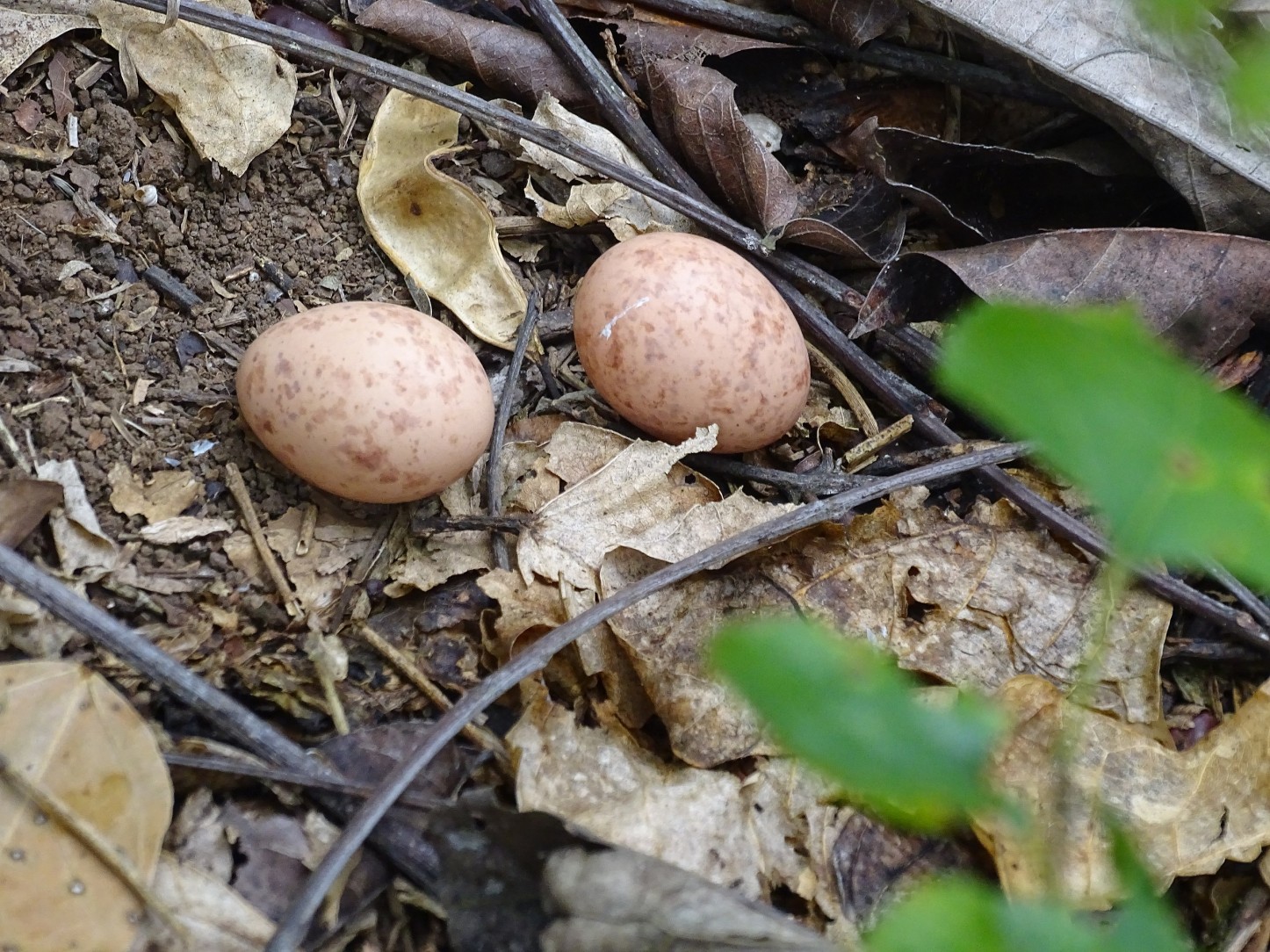 Birds of Brooklyn Common Nighthawk Brooklyn Botanic Garden