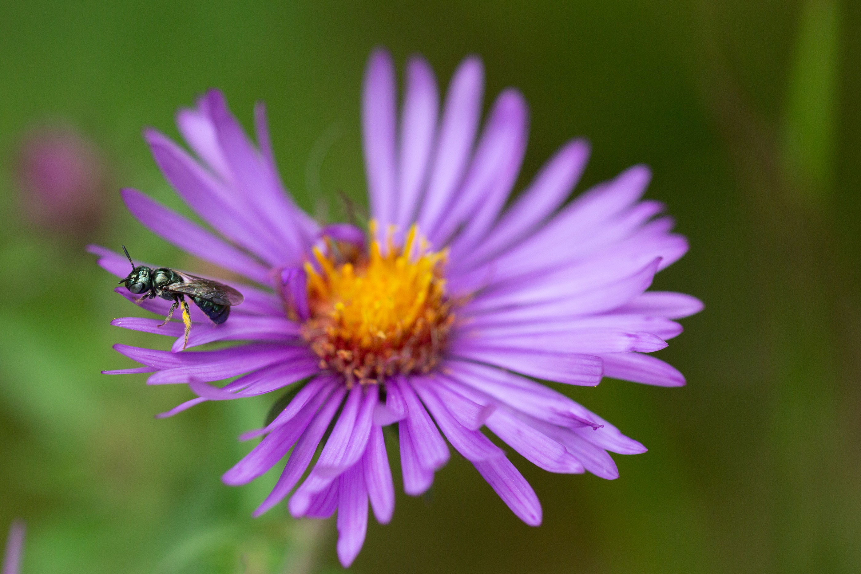 Asters and Goldenrods: Ecological Superstars - Brooklyn Botanic Garden