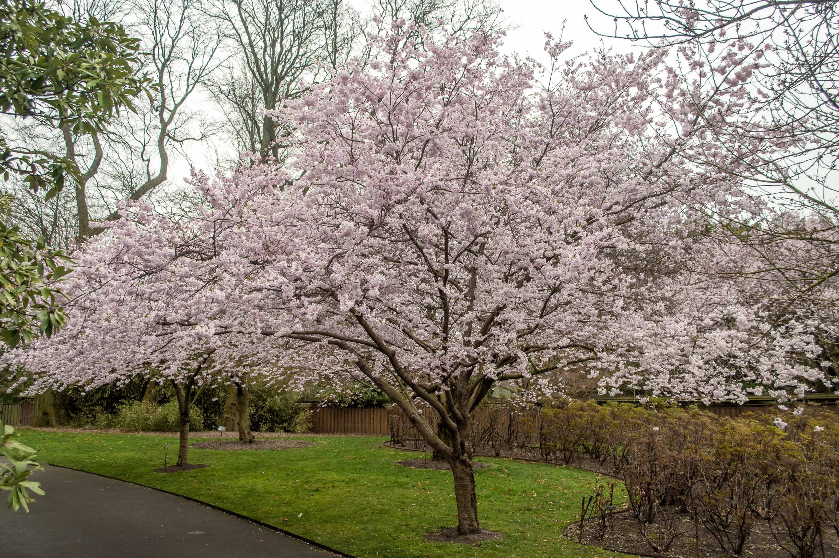 Flowering Cherry Collection - Brooklyn Botanic Garden