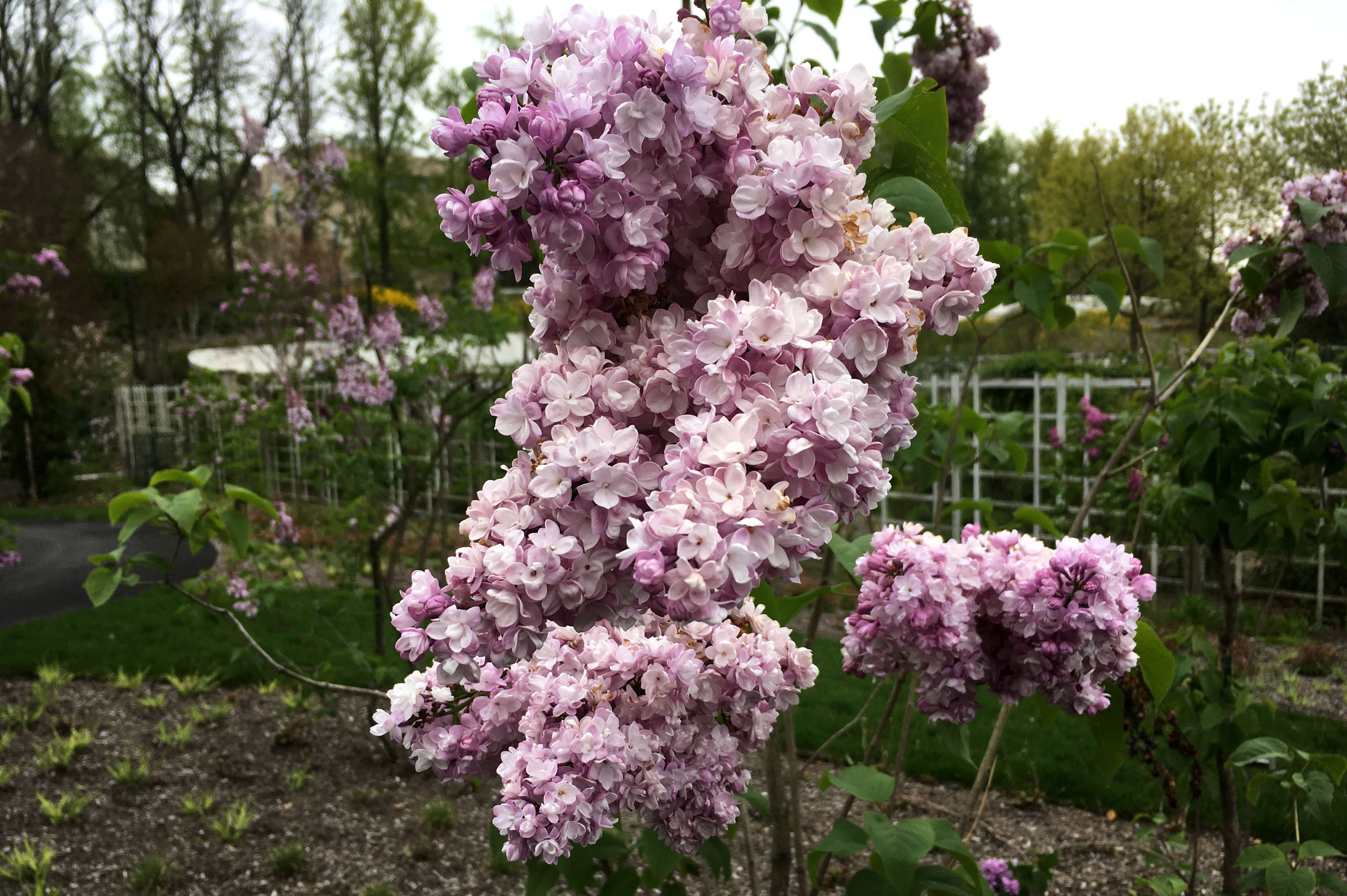 Brooklyn Botanic Garden Cherry Blossoms