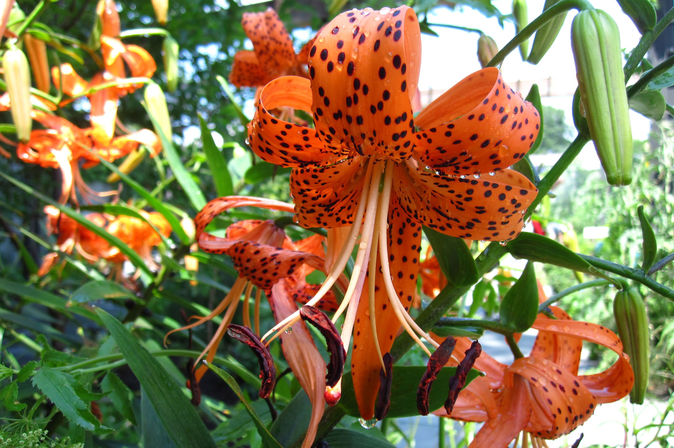 Тайгер лиле. Lilium lancifolium - Лилия тигровая в цветнике