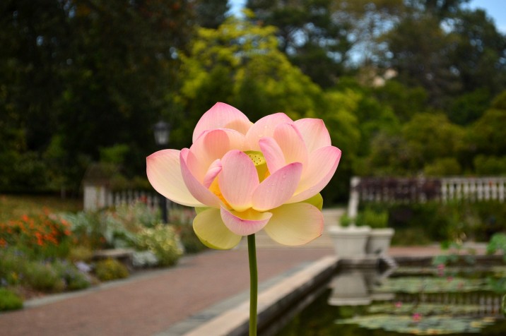 Buy Hugs and Kisses Carpet Border Lily Mixture | Breck's