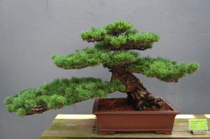 Bonsai Museum - Brooklyn Botanic Garden