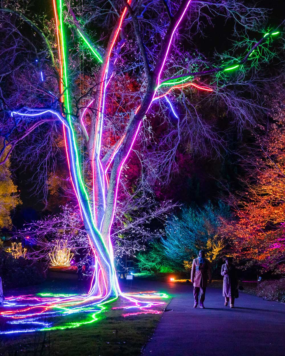 Two people walk on a path next to a large tree illuminated by multicolored ropes of lights.