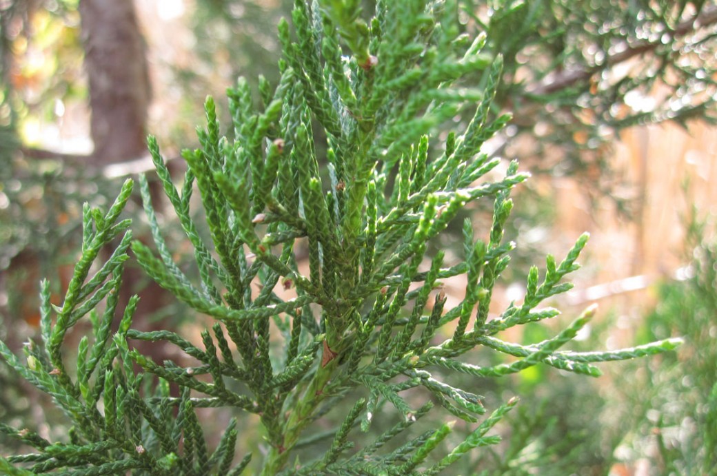 Guide to Christmas Trees Brooklyn Botanic Garden