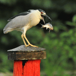 a bird catching a fish in mid-air