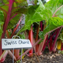 A ground-level view of a row of colorful leaves with a metal label that says Swiss chard.