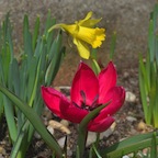 A daffodil and a tulip