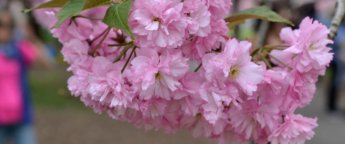 A cluster of double-blossomed pink flowers.