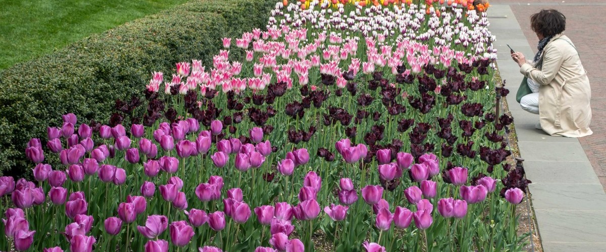 A visitor kneels to take a photo of an expanse of different kinds of tulips.